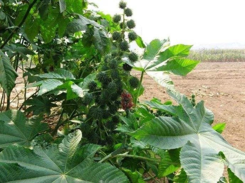 蓖麻种子四季易种易活药用价值可观产量高