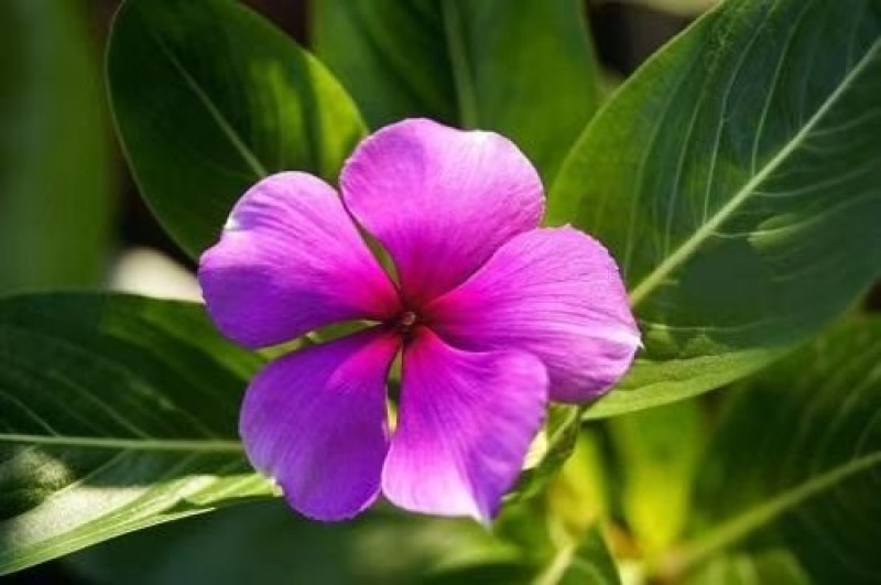 长春花种子日日春四季开花易种易活花海庭院花种