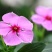 长春花种子日日春四季开花易种易活花海庭院花种