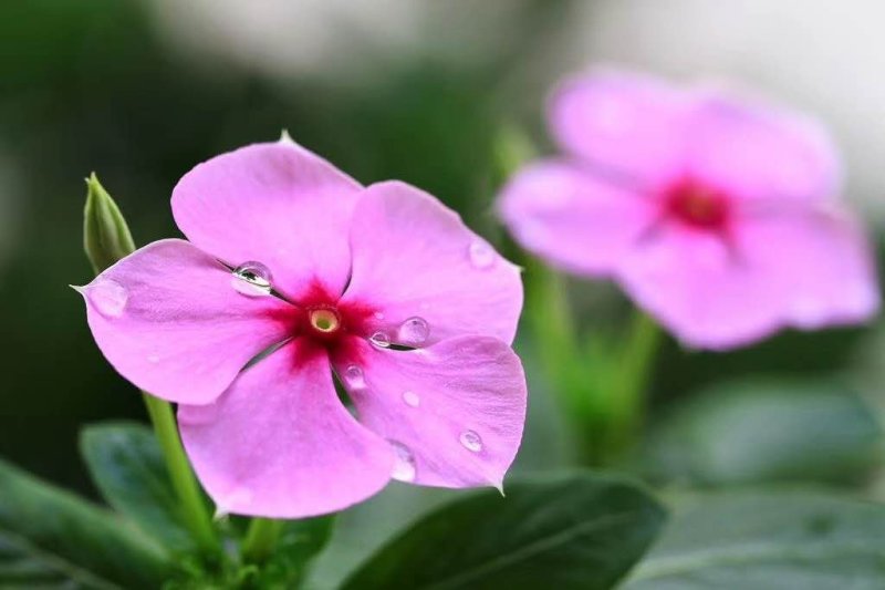 长春花种子日日春四季开花易种易活花海庭院花种
