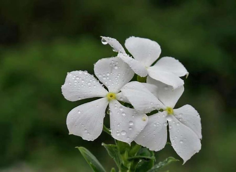 长春花种子日日春四季开花易种易活花海庭院花种