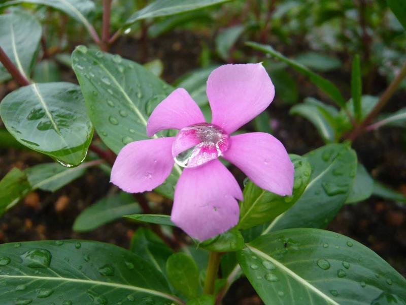 长春花种子日日春四季开花易种易活花海庭院花种