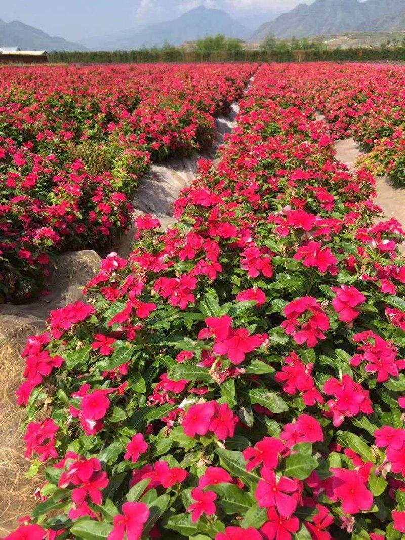 长春花种子日日春四季开花易种易活花海庭院花种