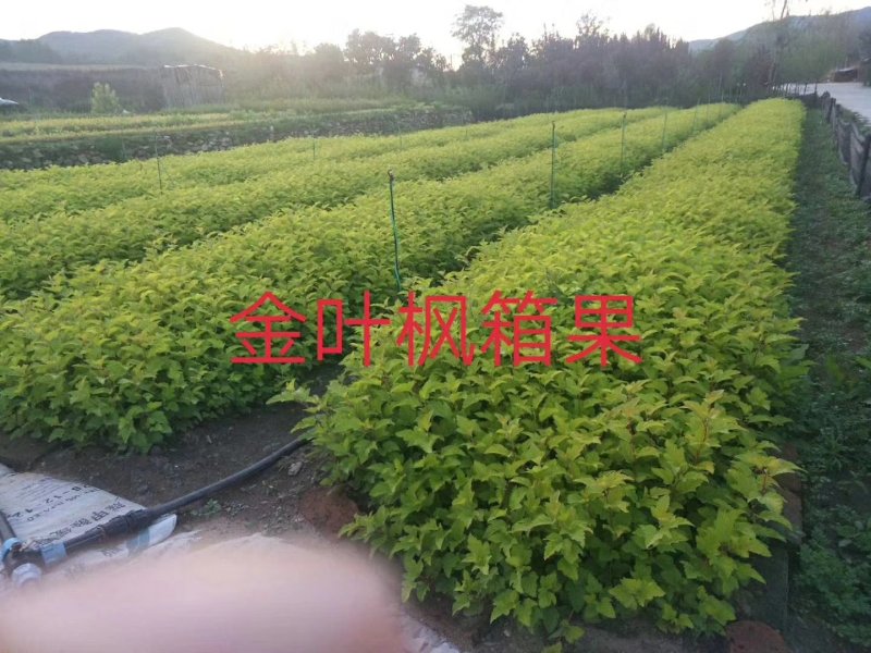 金叶枫箱果，紫叶枫箱果，扦插苗一年生苗大量可全国快递邮寄