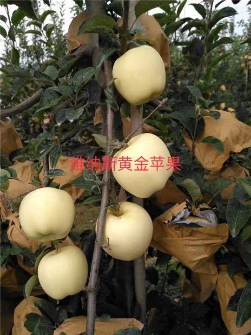2年生维娜斯黄金苹果苗，黄色富士，甜脆。市场紧俏品种。