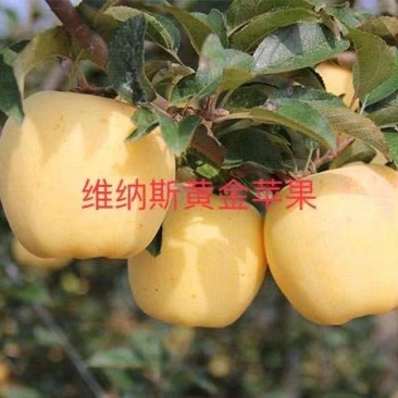 2年生维娜斯黄金苹果苗，黄色富士，甜脆。市场紧俏品种。