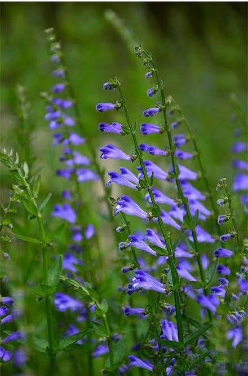 半枝莲种子野生半枝莲观赏药用