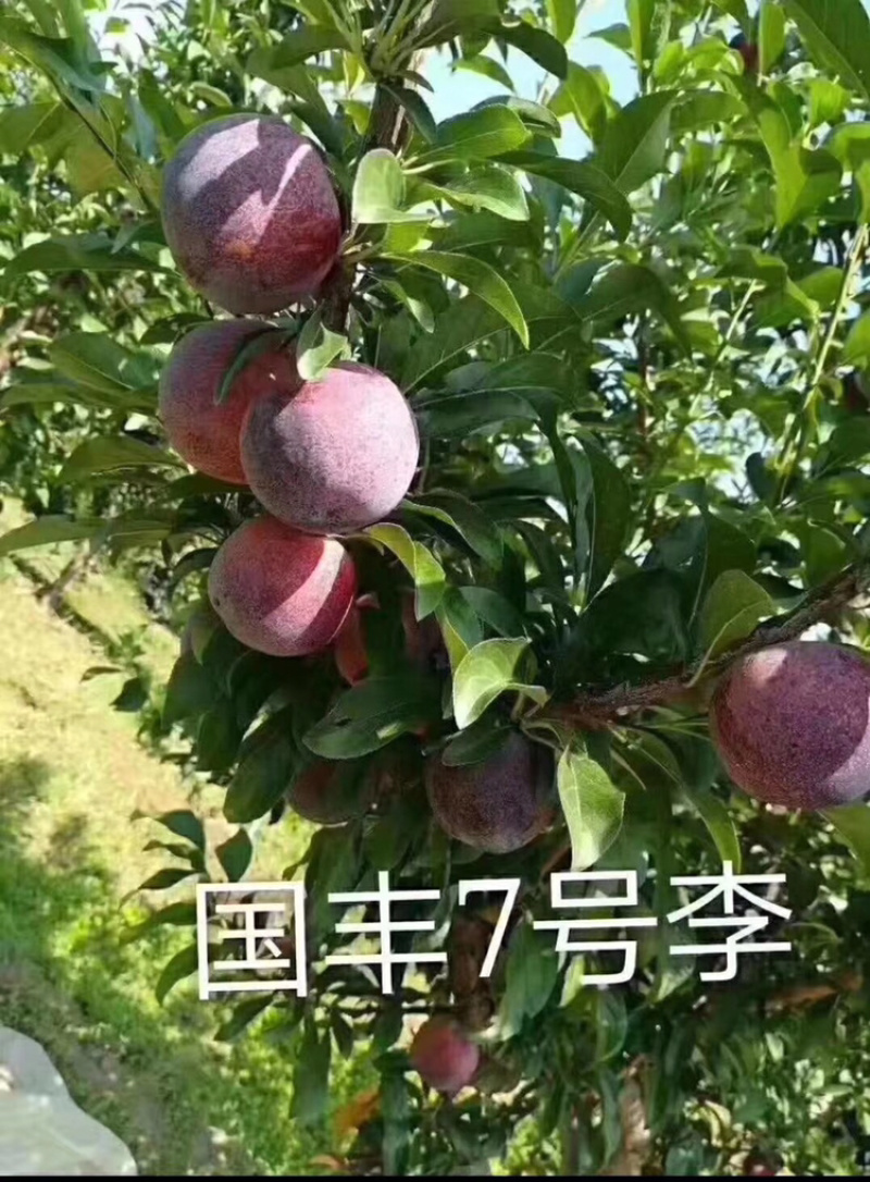 河北秦皇岛昌黎县大红袍、法蓝西、国丰等李子苗