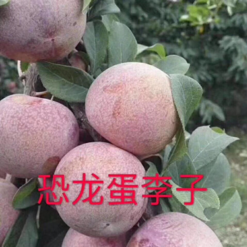 河北秦皇岛昌黎县大红袍、法蓝西、国丰等李子苗