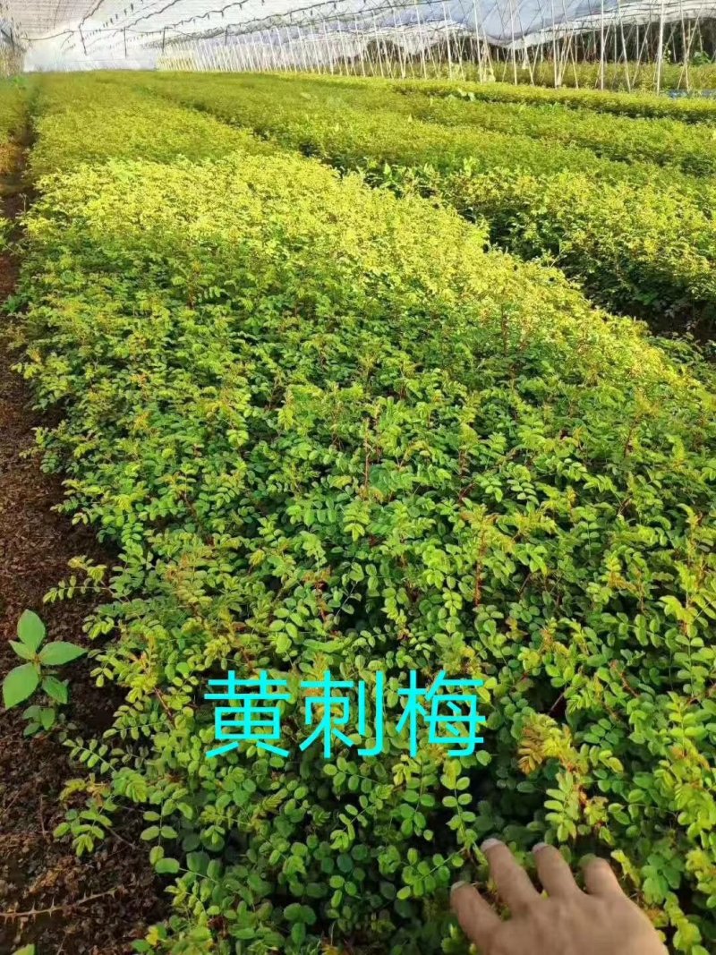 黄刺玫播种苗扦插苗大量出售秋季大量出售现货