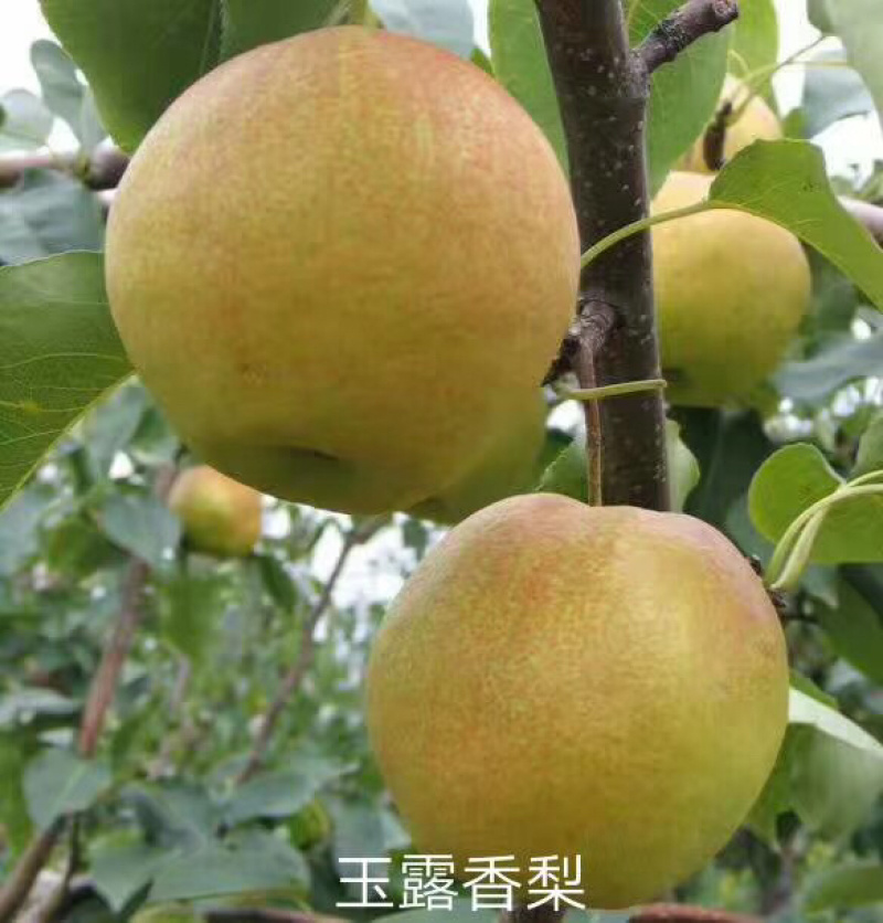 黄金、皇冠、锦丰、晚秋、秋月、玉露香等2-10公分梨树