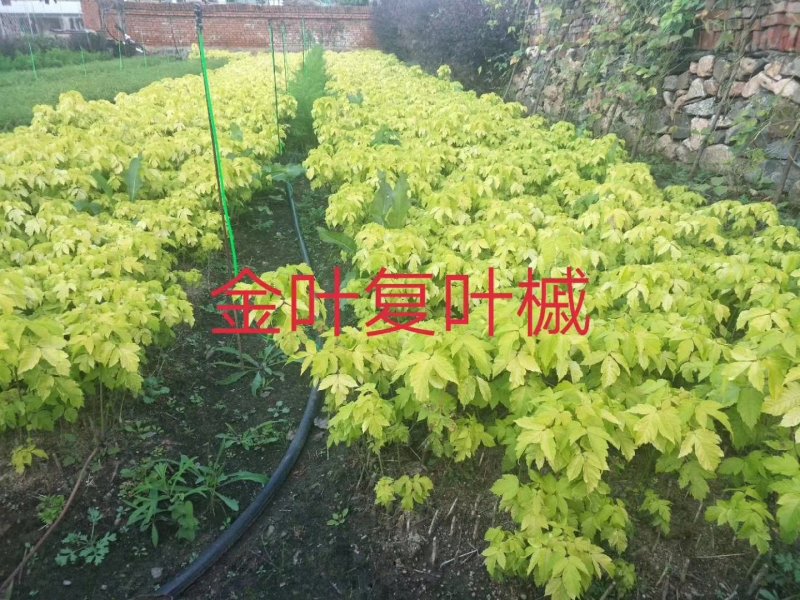 金叶复叶槭辽宁基地扦插苗，乔灌木都有快递邮寄