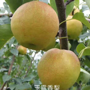 河北秦皇岛昌黎县新梨7号、秋月、玉露香梨树苗