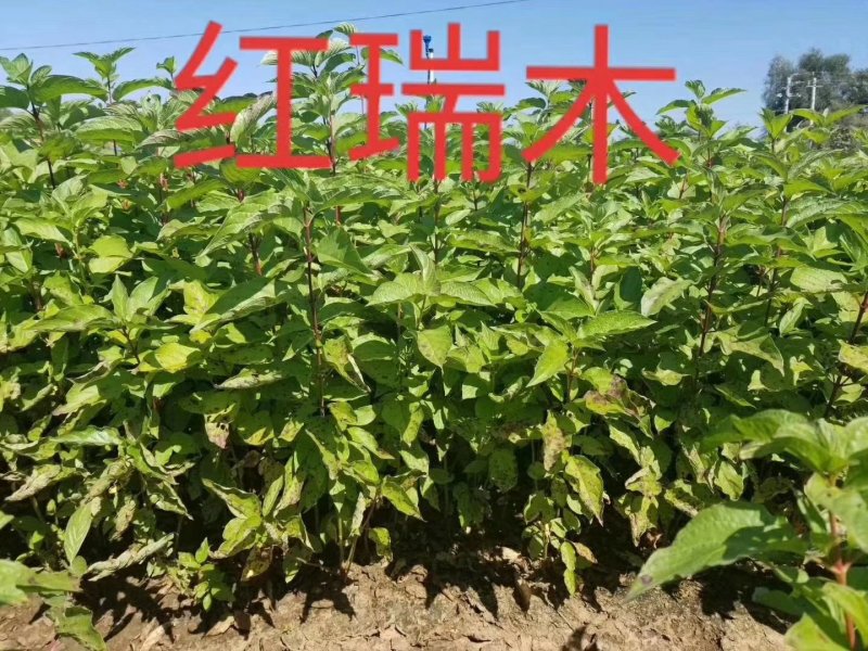 【包邮】红瑞木杯苗播种苗品质好物美价廉量大从优欢迎采购