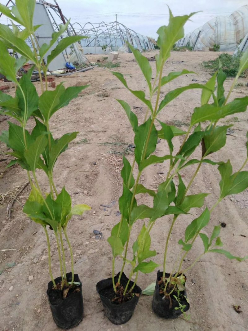 红王子锦带扦插苗杯苗保证质量全国快递邮寄质量保证