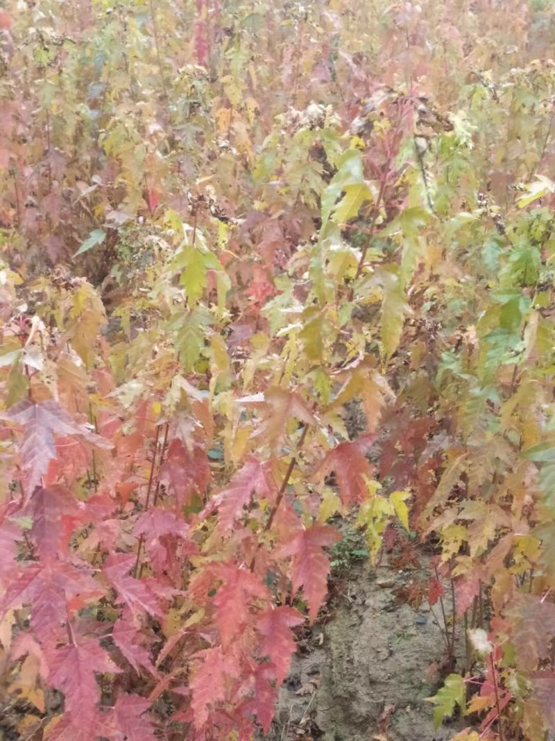 三角枫茶条槭播种苗大量供应价格合理欢迎订购质量保证