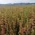 三角枫茶条槭播种苗大量供应价格合理欢迎订购质量保证
