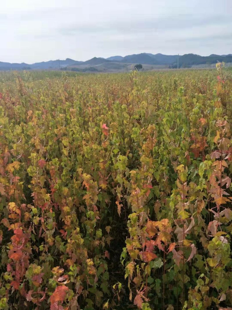 三角枫茶条槭播种苗大量供应价格合理欢迎订购质量保证