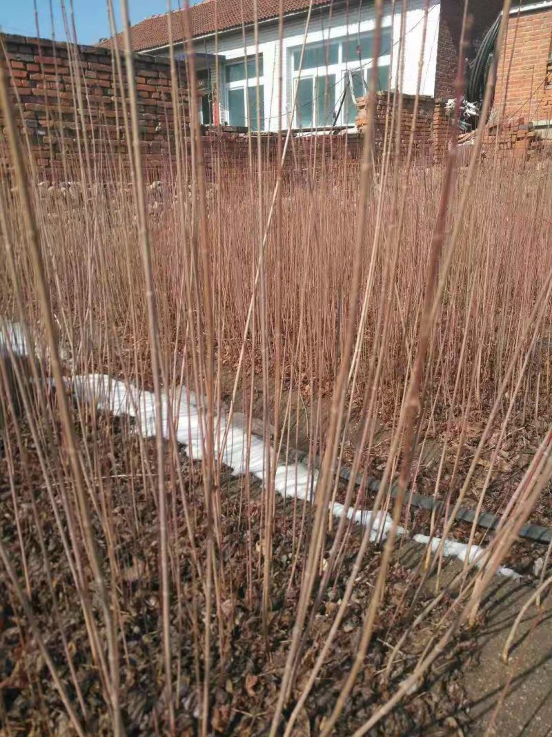 三角枫茶条槭播种苗大量供应价格合理欢迎订购质量保证