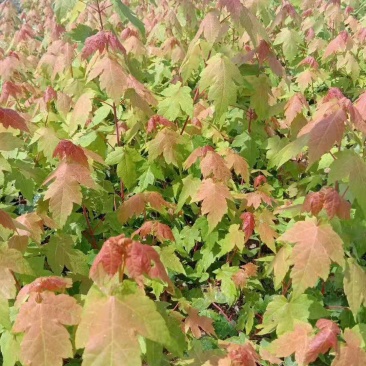 三角枫茶条槭播种苗大量供应价格合理欢迎订购质量保证