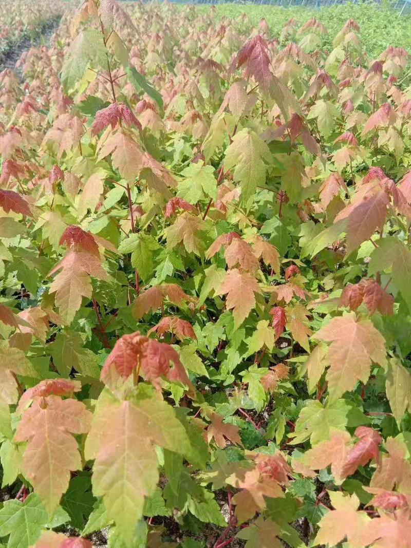 三角枫茶条槭播种苗大量供应价格合理欢迎订购质量保证