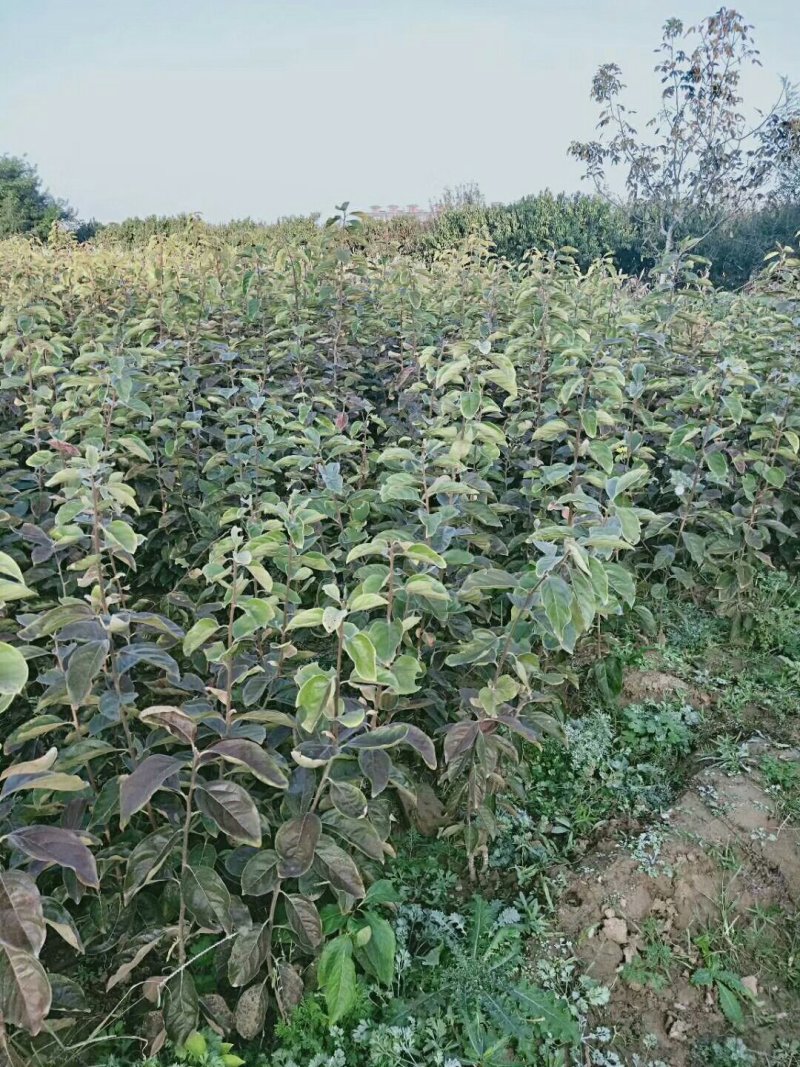 出售火葫芦柿子苗，双八起步
