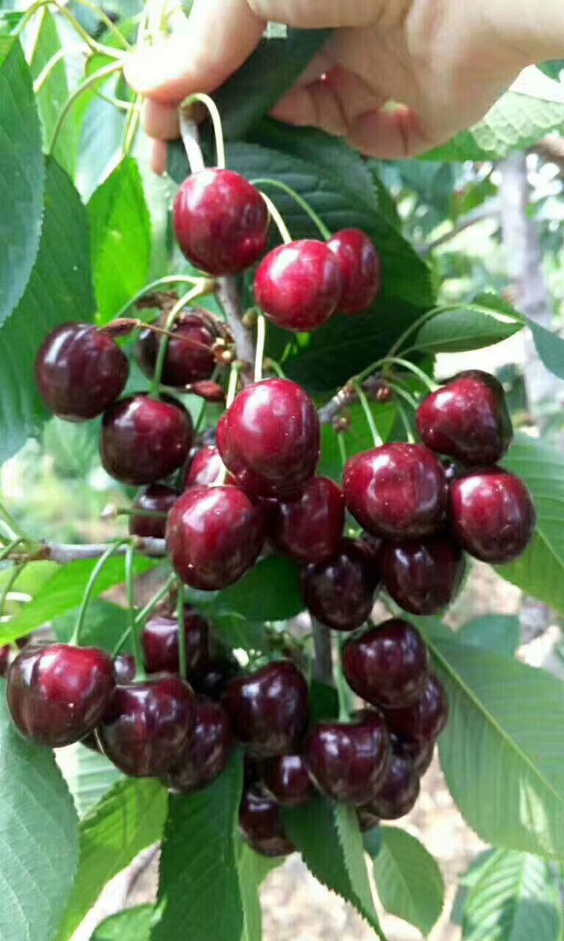 红灯，沙密豆，黑珍珠，美早樱桃树苗半成品
