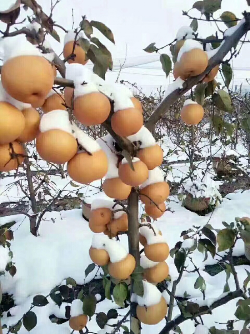 黄金，早酥，黄冠，锦丰，玉露香，秋月，新梨7号，晚秋黄梨