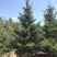 大量批发云杉1-2米，2-3米，3-4米，5-6米