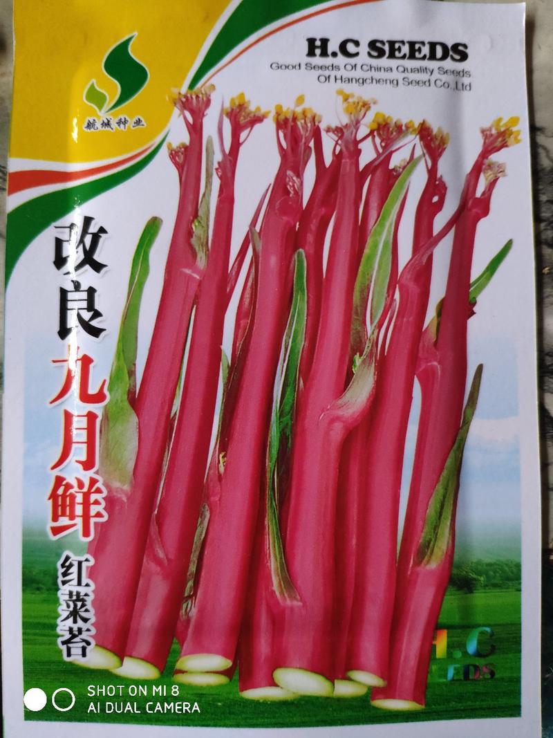 改良红菜苔种子早熟耐寒高产深绿带紫色单株500克粗壮肥大