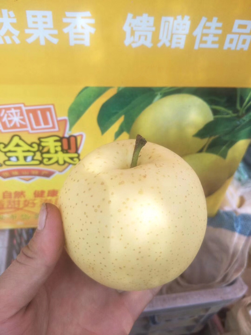 君林苗木基地锦丰，早酥红梨，红香酥，爱宏，香红梨树苗