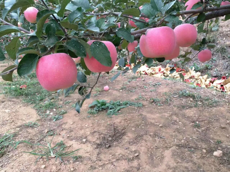 河北君林苗木基地寒富，王林、烟富系列苹果树苗
