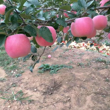 河北君林苗木种植基地2-5公分寒富、富士苹果树