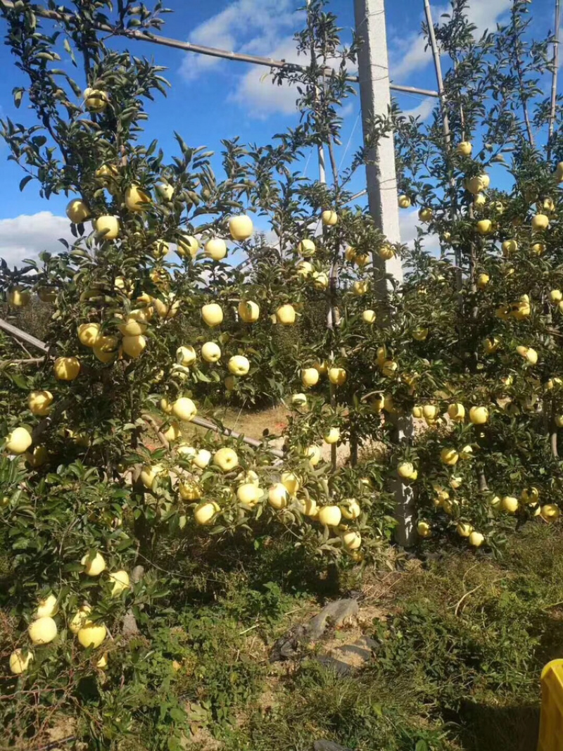 河北君林苗木种植基地2-5公分寒富、富士苹果树