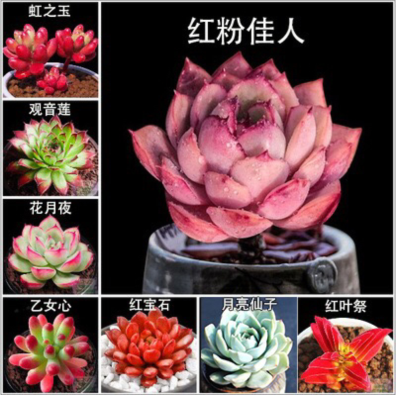 多肉植物多肉盆景多肉老桩基地直销
