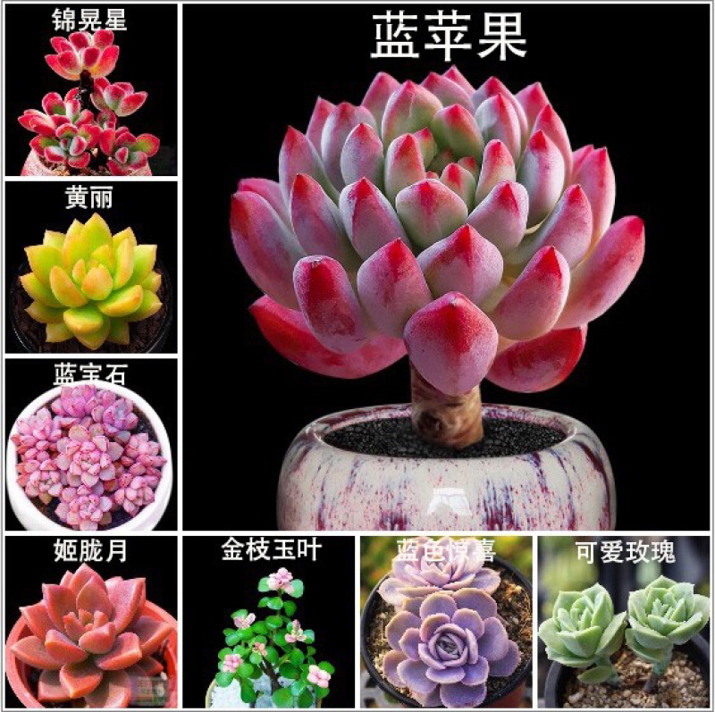 多肉植物多肉盆景多肉老桩基地直销