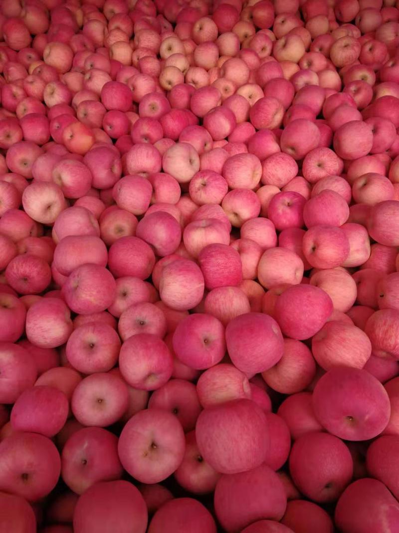【红富士苹果】苹果产地货源充足个头大质量好