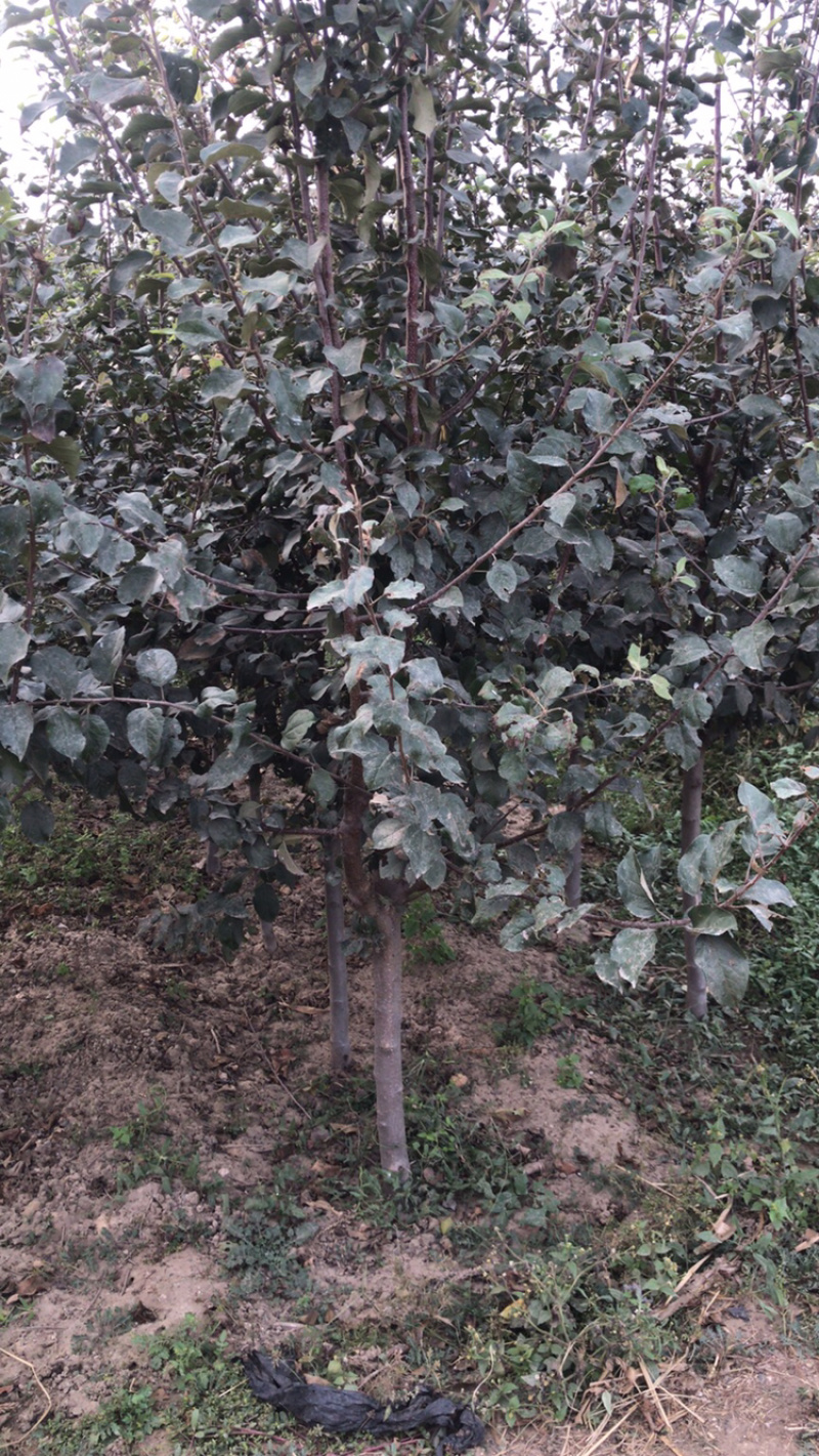 河北君林苗木种植基地123苹果鸡心果苹果树