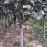 河北君林苗木种植基地123苹果鸡心果苹果树