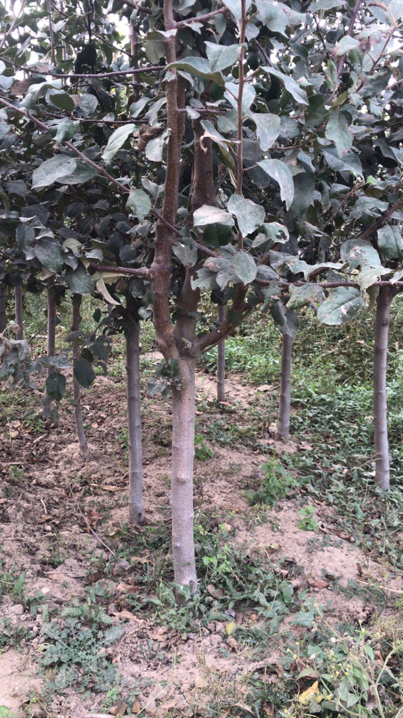 河北君林苗木种植基地123苹果鸡心果苹果树