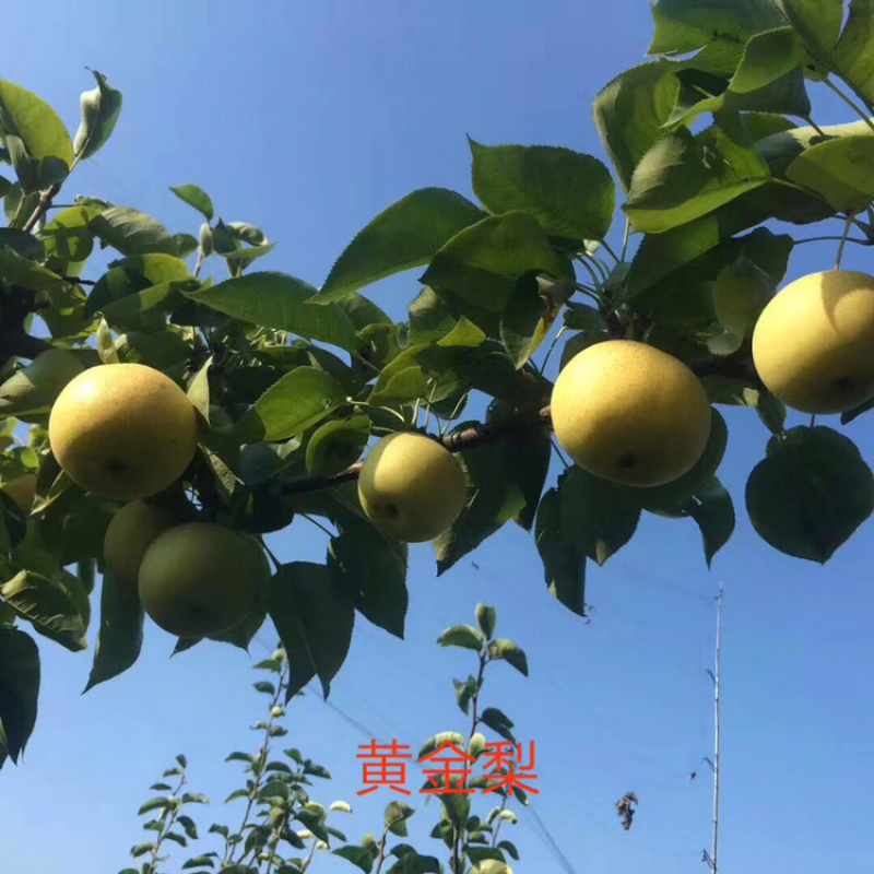 河北君林苗木种植基地3公分黄金、黄冠、早酥、梨树