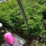 冷香玫瑰杯苗扦插苗15-50公分欢迎下单全国邮寄欢迎实地