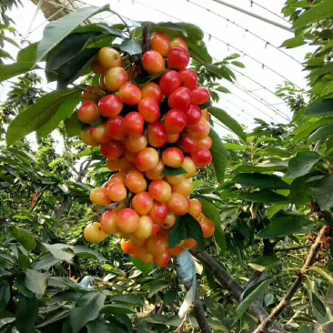河北君林苗木种植基地秋季大量供应4-6樱桃树