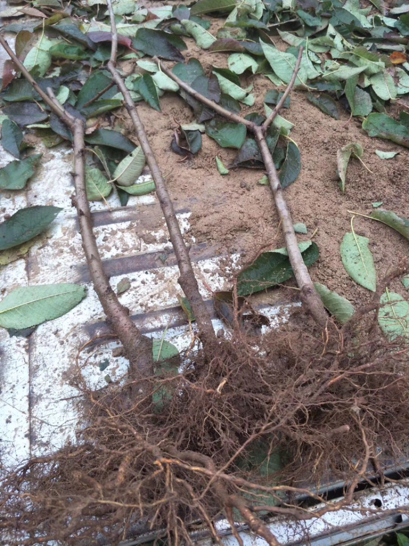 河北君林苗木种植基地秋季大量供应4-6樱桃树
