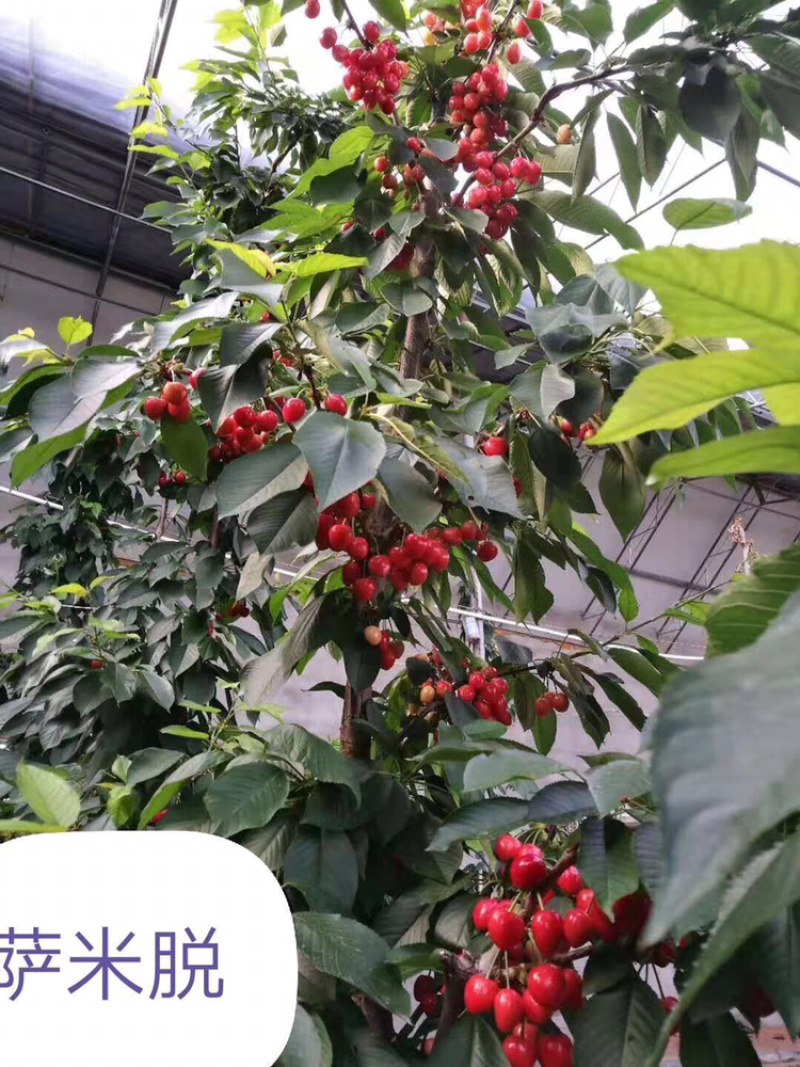 河北君林苗木种植基地秋季大量供应4-6樱桃树