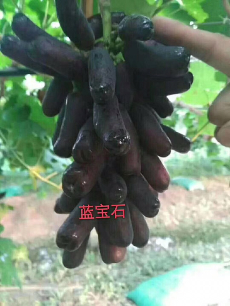 河北君林苗木基地供应蓝宝石葡萄苗