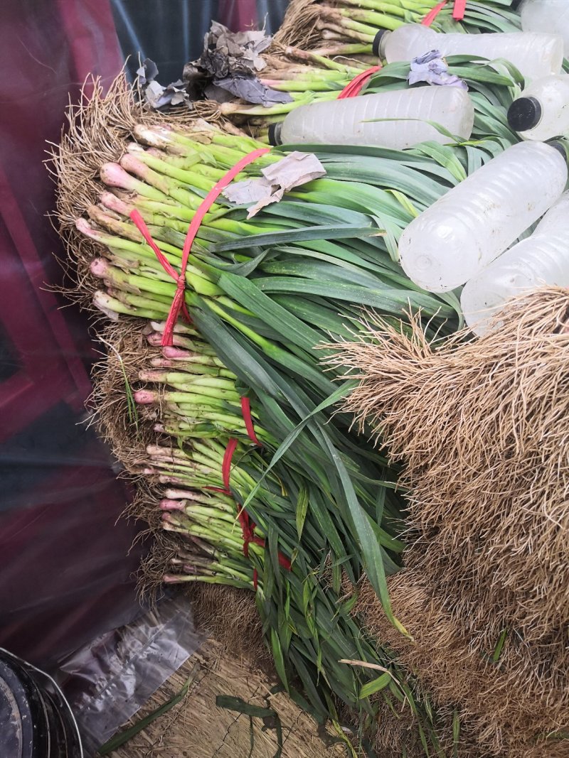 河南禹州红根蒜苗上市了货源充足全国发货欢迎实地拿货