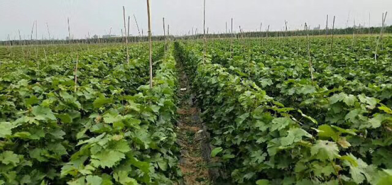 河北君林苗木基地巨丰葡萄苗