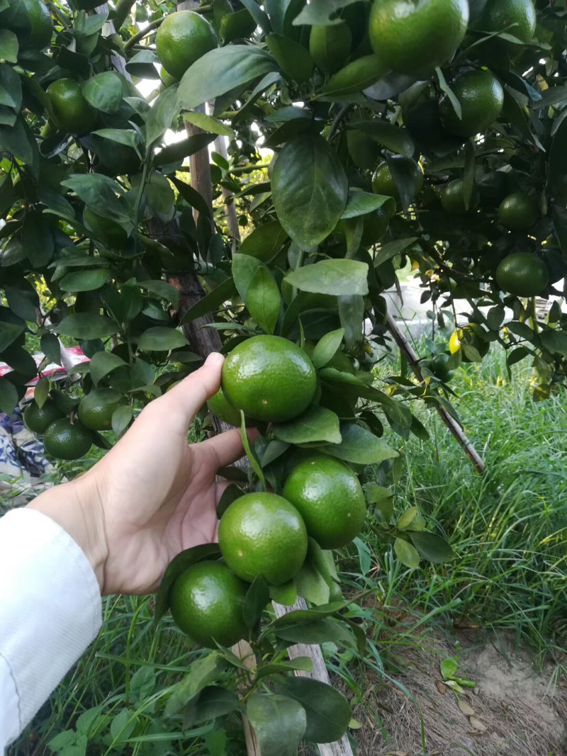 皇帝柑正式开始售卖咯