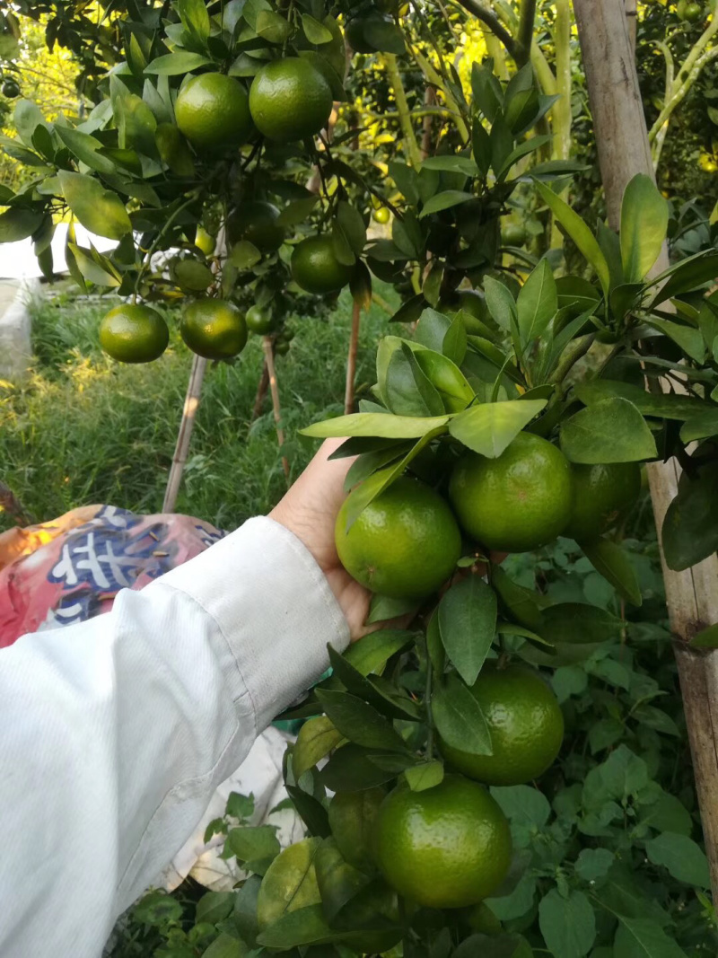 皇帝柑正式开始售卖咯